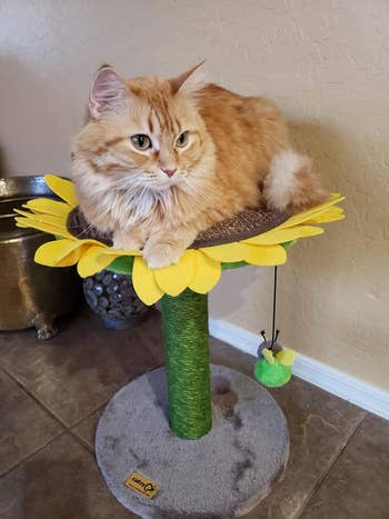 cat sitting on top of short sunflower perch