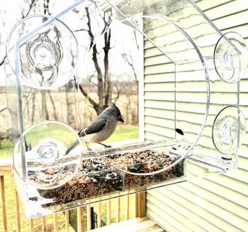 reviewer image of birdhouse attached to window with bird inside