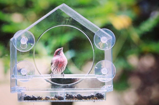 different reviewer image of house on window
