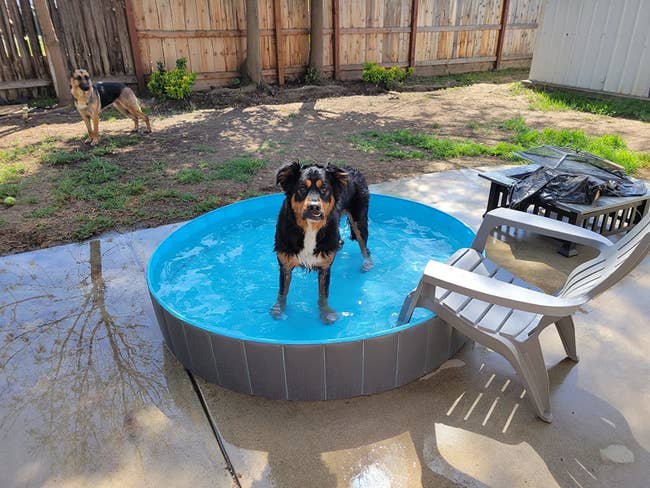 A reviewer photo of a medium-sized dog in the pool, which allows the water to reach to the top of its legs