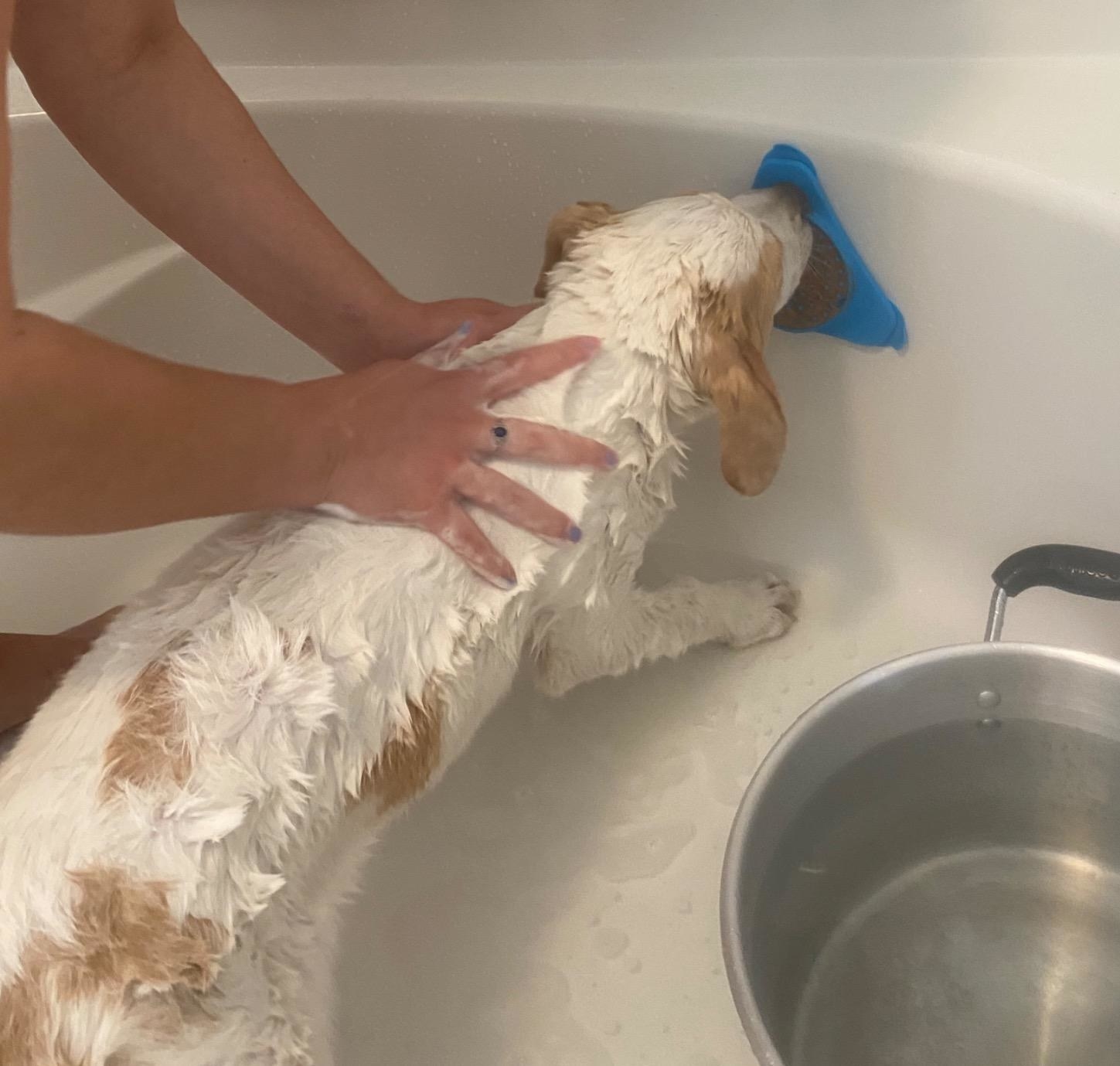A dog being washed as they lick from a lick mat stuck to the side of the tub