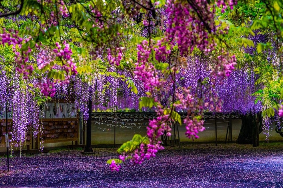 鬼滅の刃 のあのシーンだ 美しい藤の花 神秘的でこの世のものとは思えない