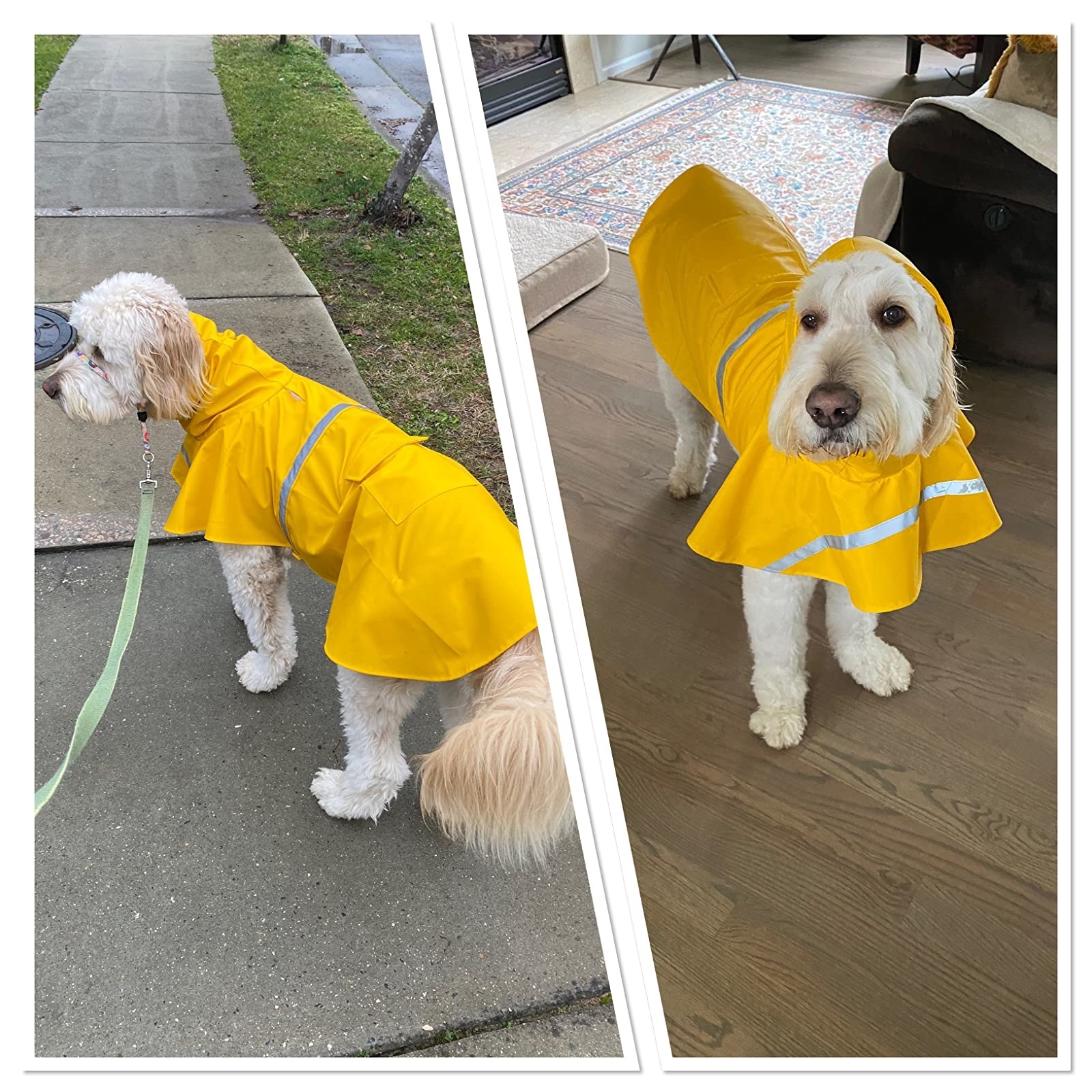 A dog wearing the raincoat, which had a small hood and runs down their backs, covering the top of their hindquarters, in yellow