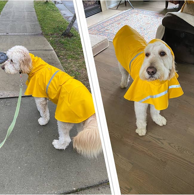 A reviewer photo of a dog wearing the raincoat, which had a small hood and runs down their backs, covering the top of their hindquarters, in yellow