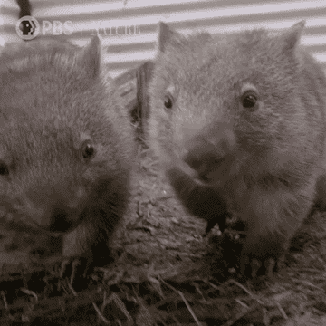 Two wombats walking