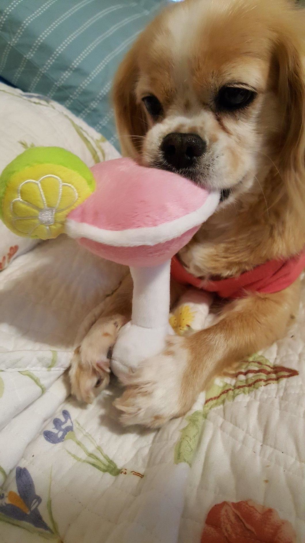A dog chews on the plush toy, which looks like a highball glass filled with pink drink and 