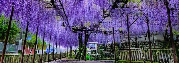 鬼滅の刃 のあのシーンだ 美しい藤の花 神秘的でこの世のものとは思えない