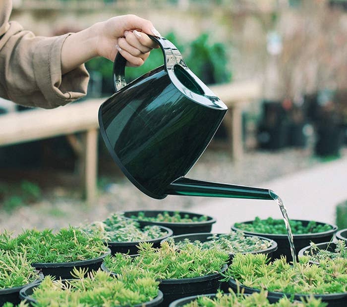 The green watering can 