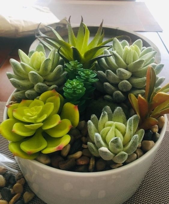 Reviewer&#x27;s potted succulent with the pebbles