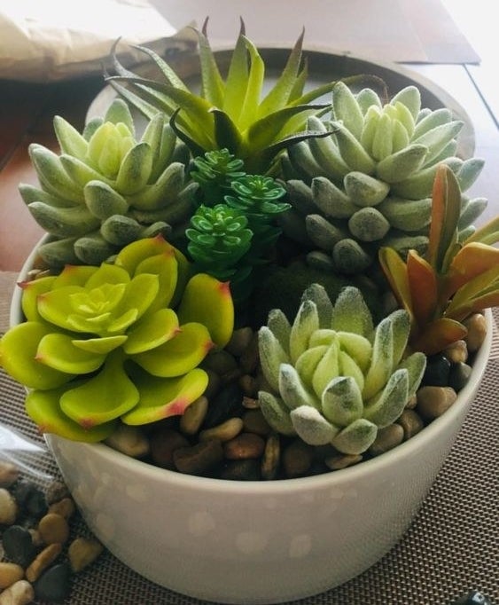 Reviewer&#x27;s potted succulent with the pebbles