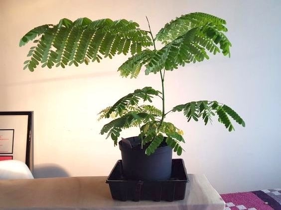 Reviewer&#x27;s picture of the fully grown bonsai tree