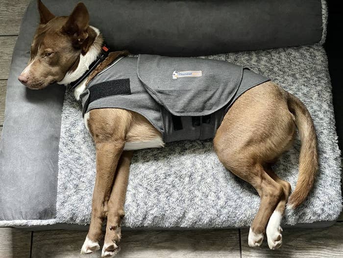 A dog laying on a dog bed with an anxiety jacket on
