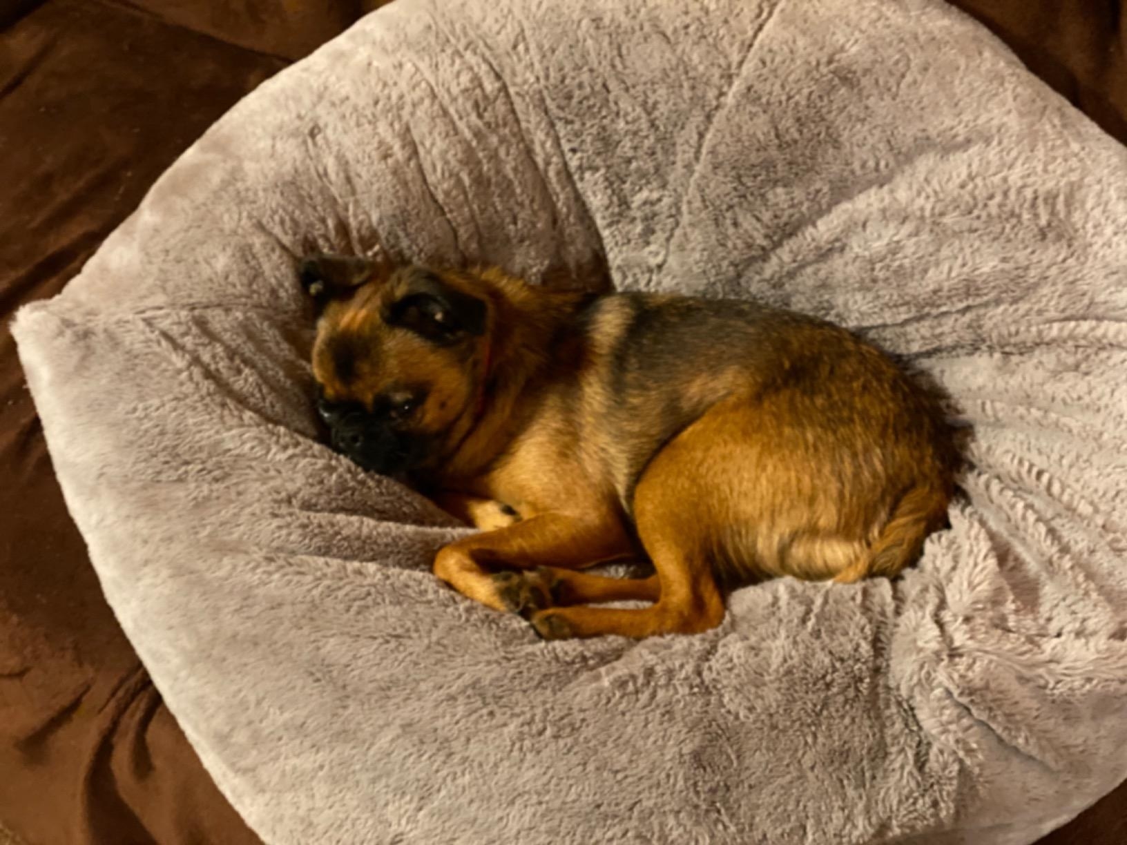 a dog curled up in a gray donut bed