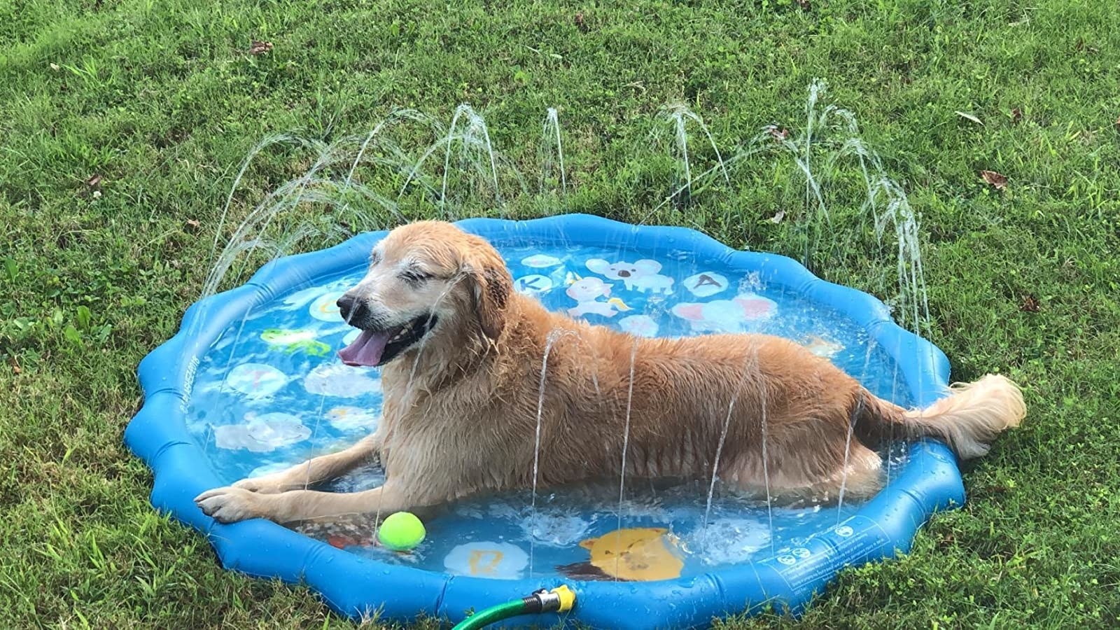 golden retriever relaxing on the circular blue plastic pad; a low wall around the edge holds a few inches of water in the center, and sprays water vertically every few inches