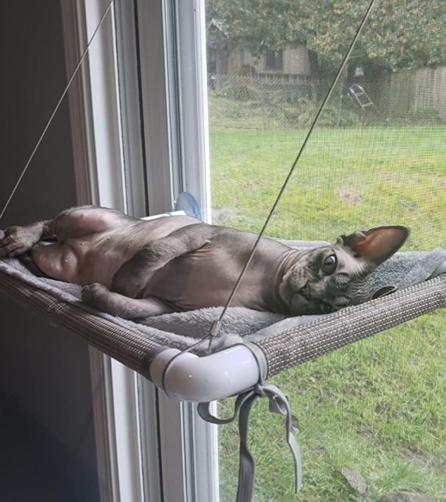 A cat laying on the mounted window hammock