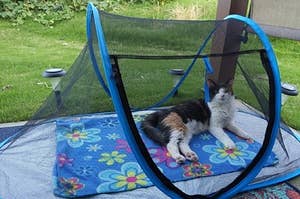帐篷，具有篷布的底部和帐篷式三角形顶部，它完全是网格，所以猫可以看到所有的东西
