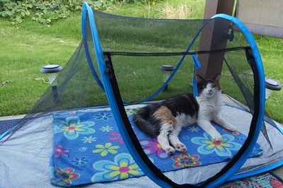 The tent, which has a tarp-like bottom and a tent-style triangular top, which is made entirely of mesh, so the cat can see through all of it