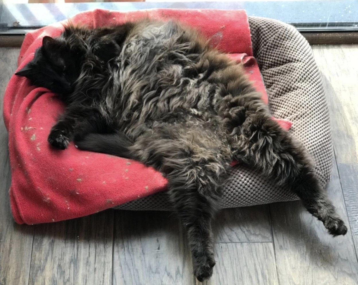 A cat belly up sleeping on a cat bed