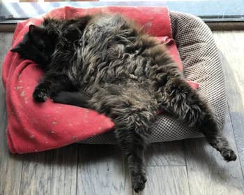 A reviewer's cat belly up sleeping on a cat bed