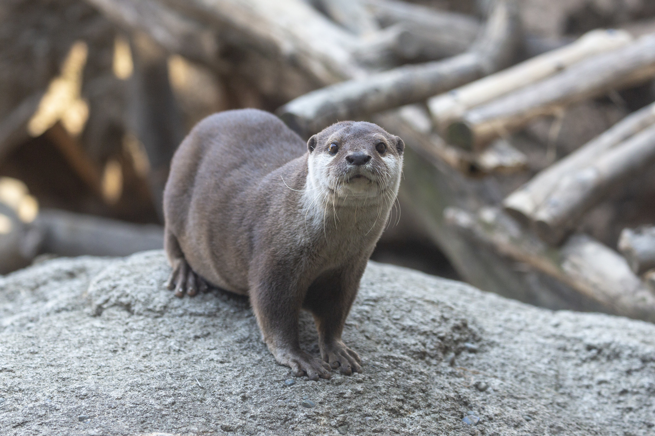 otter looking at camera while standing on a rock