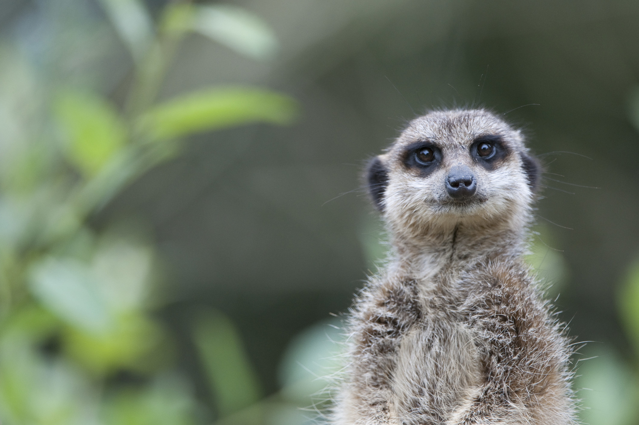 meerkat staring ahead of the camera