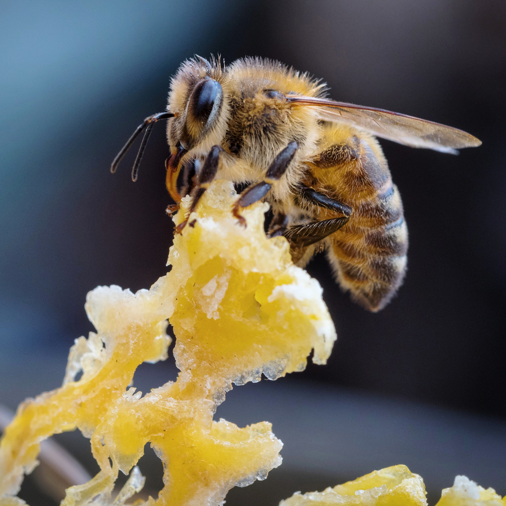 honey bee eating 