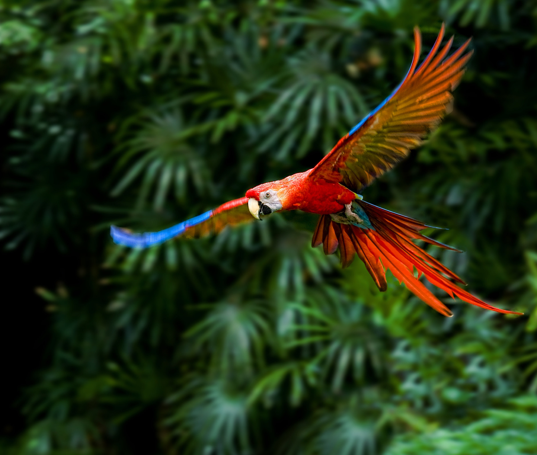 parrot flying