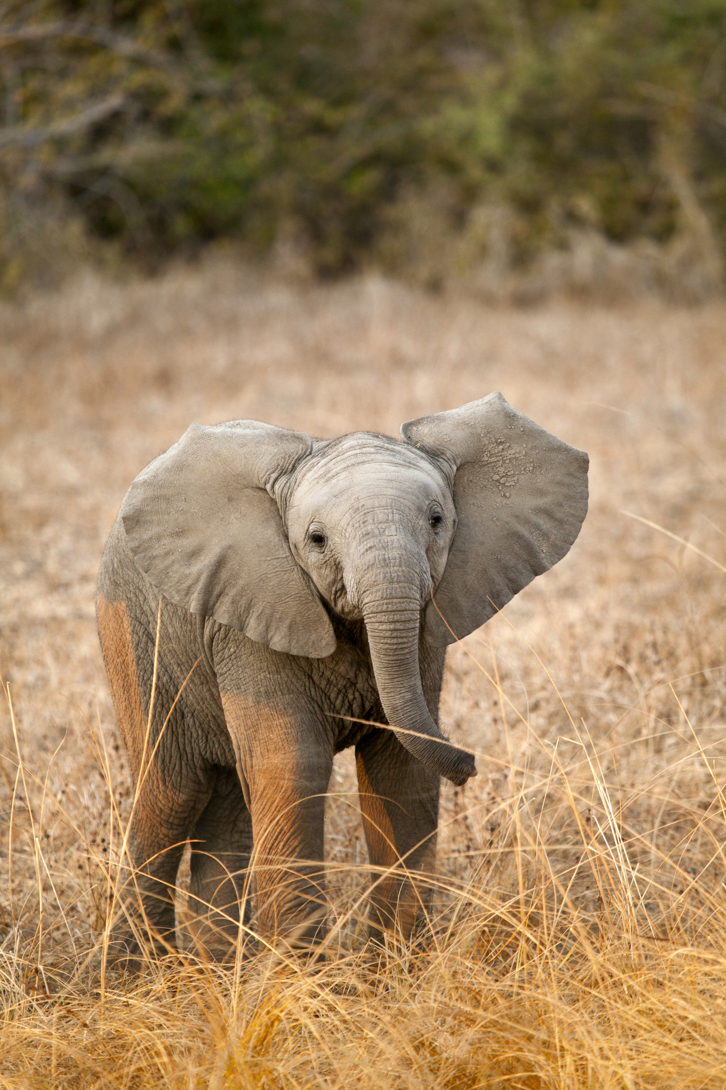 African elephant calf (Loxodonta africana. South Luangwa National Park, Zambia, Africa