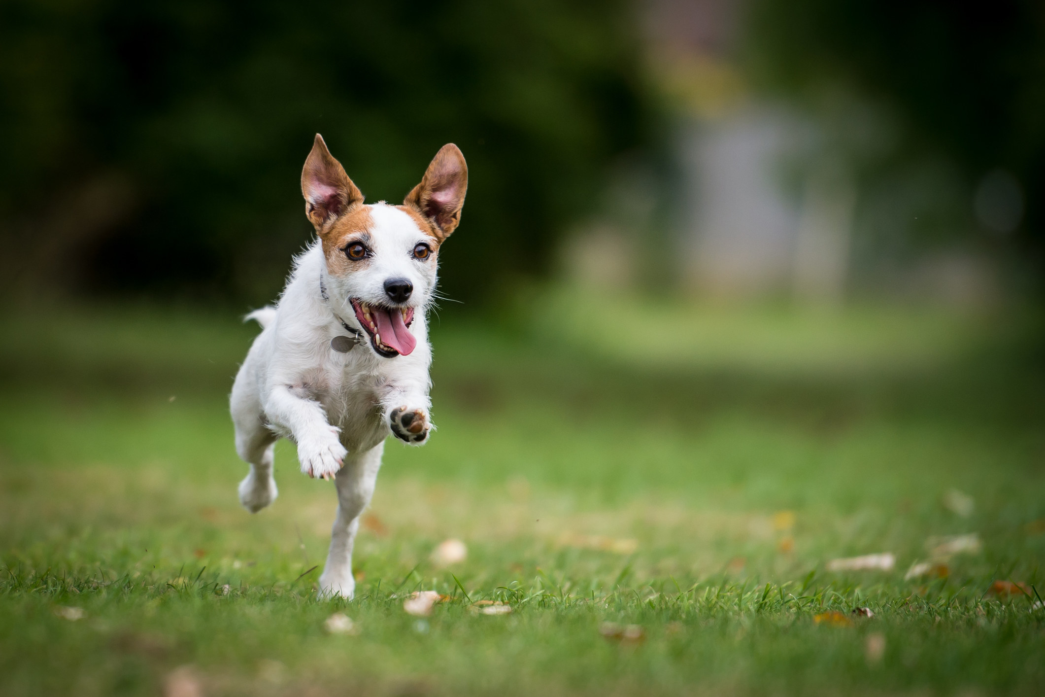  Jack Russell running in a park