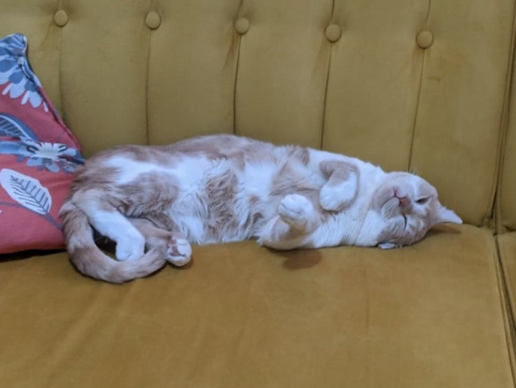 A cat sleeping on a couch