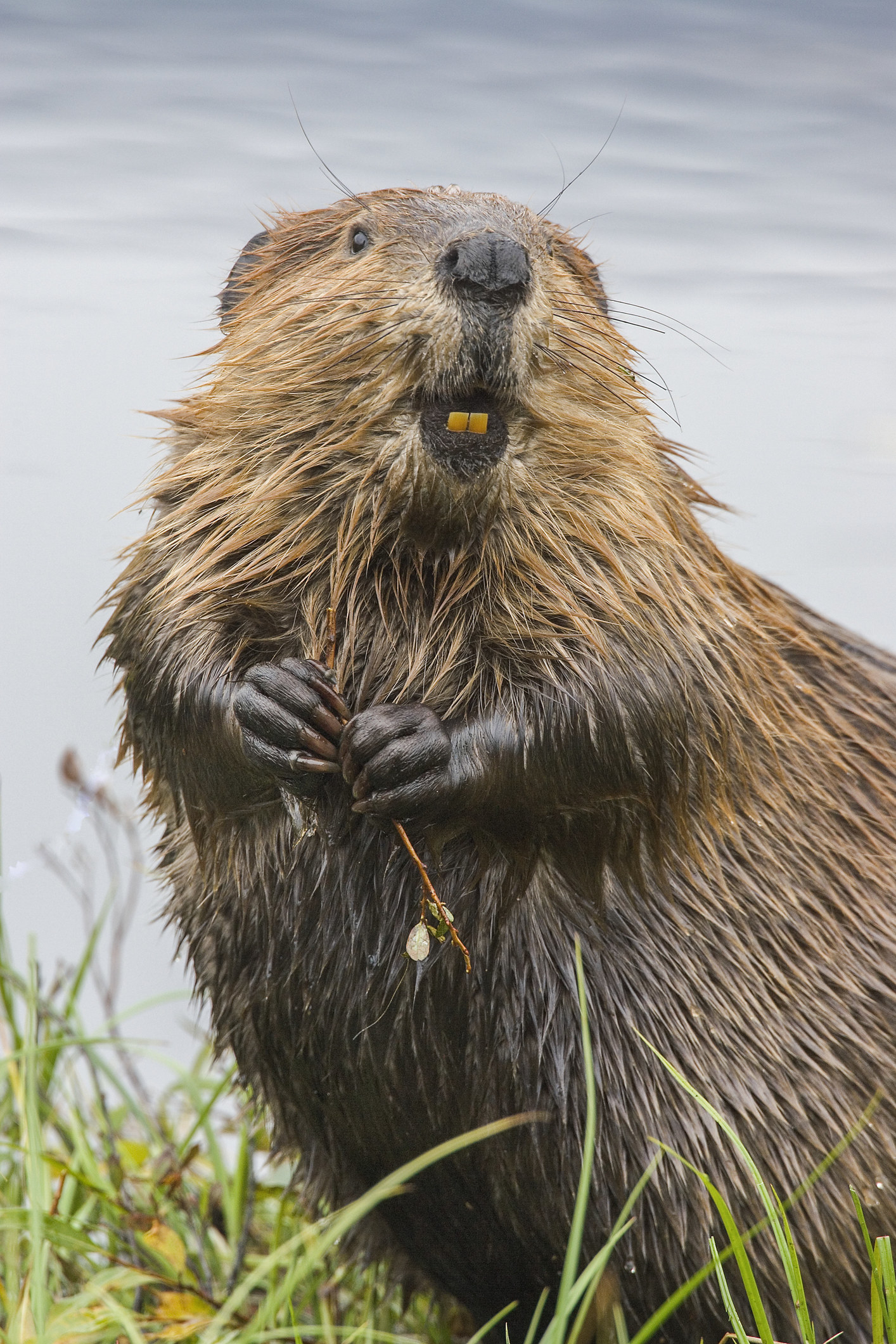 otter looking sway from camera while coming out of the water