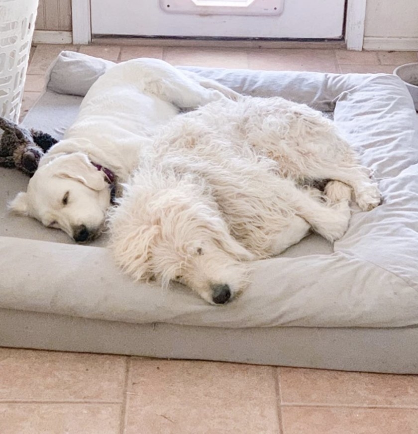 Two dogs sleeping on a dog bed