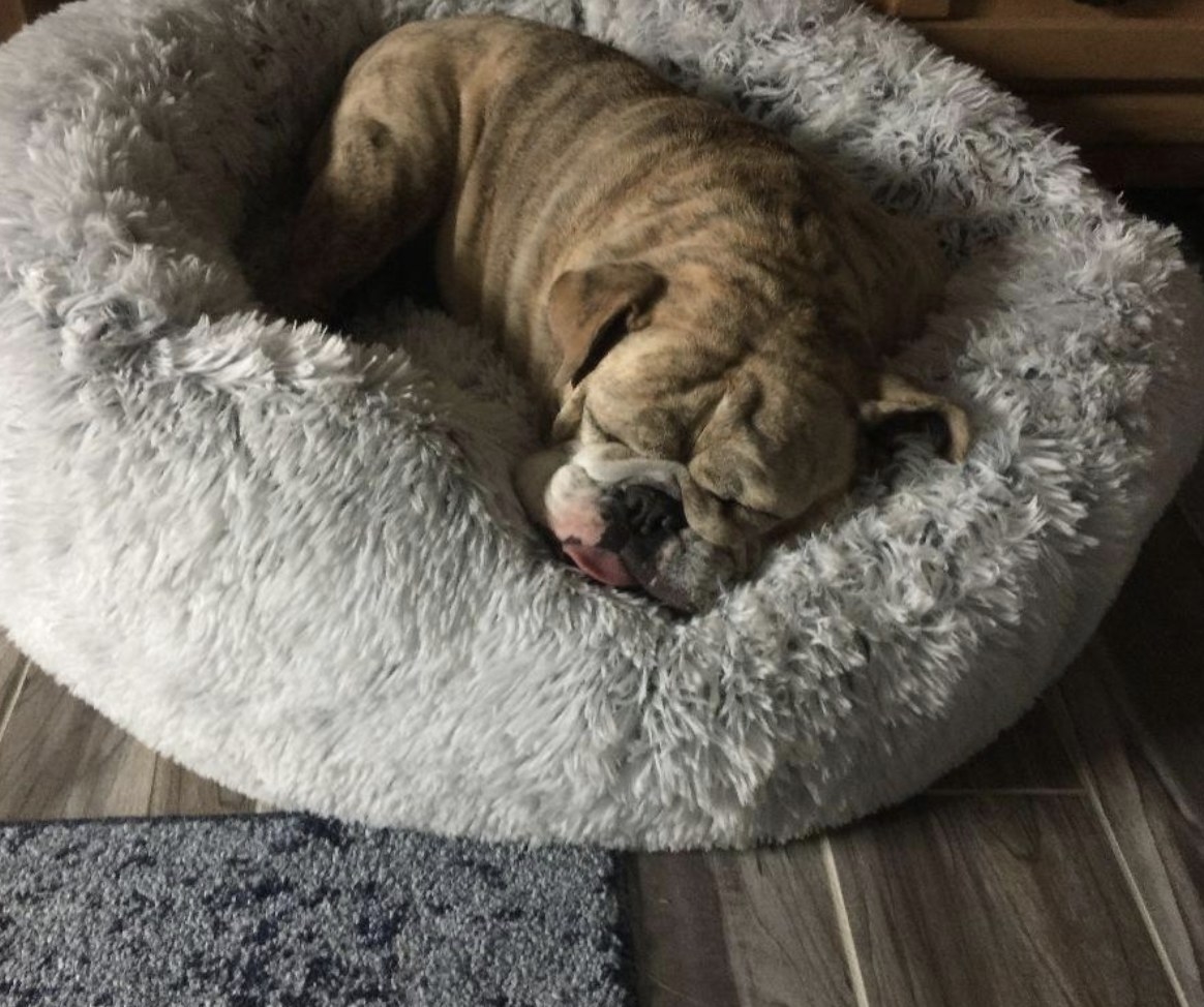 A dog sleeping on a fluffy bed