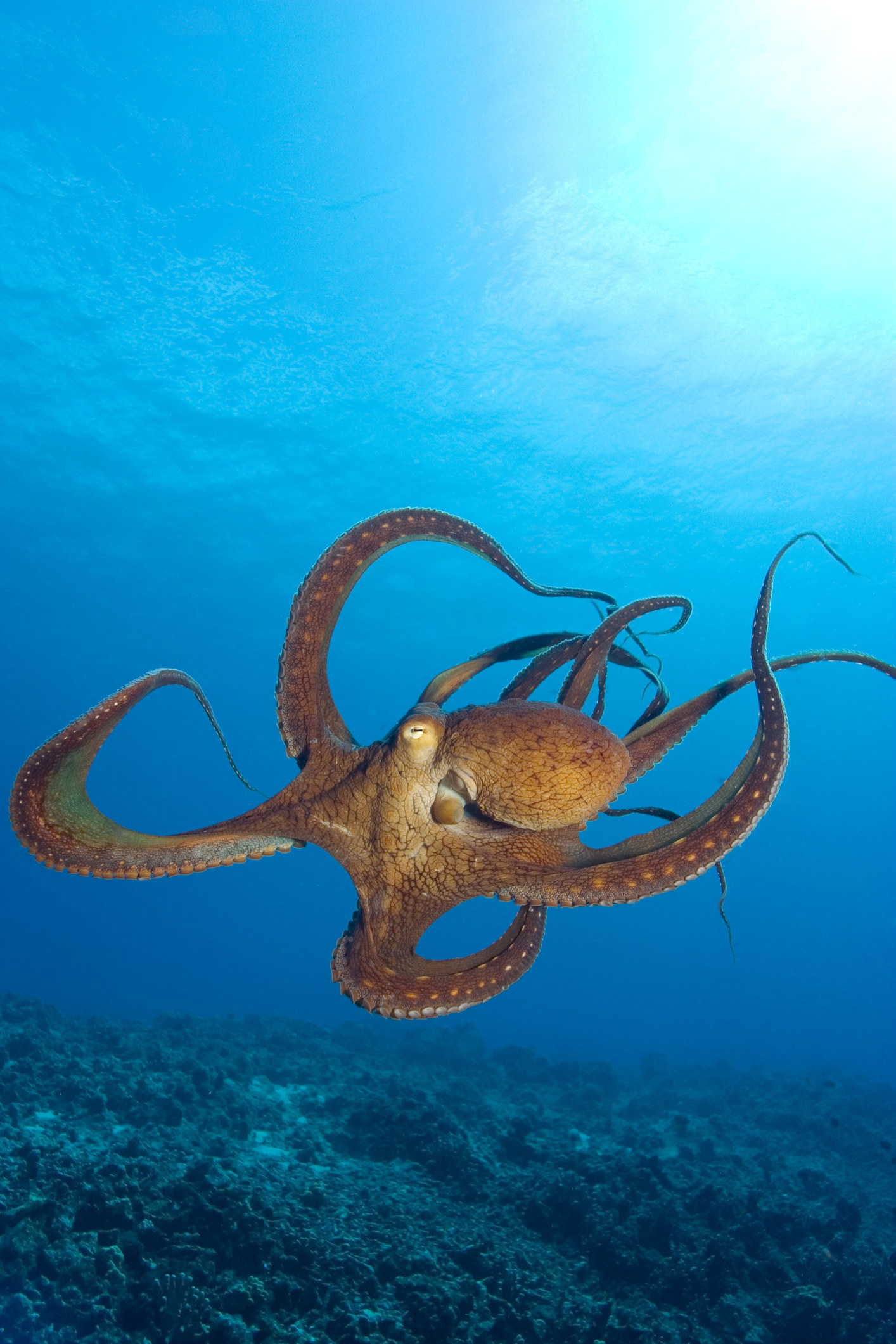 Octopus in the ocean