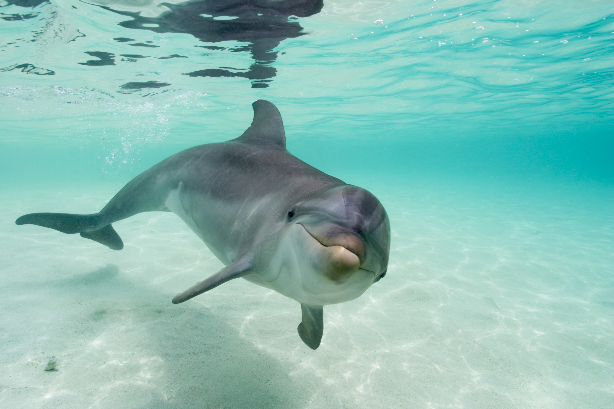 dolphin swimming in the ocean