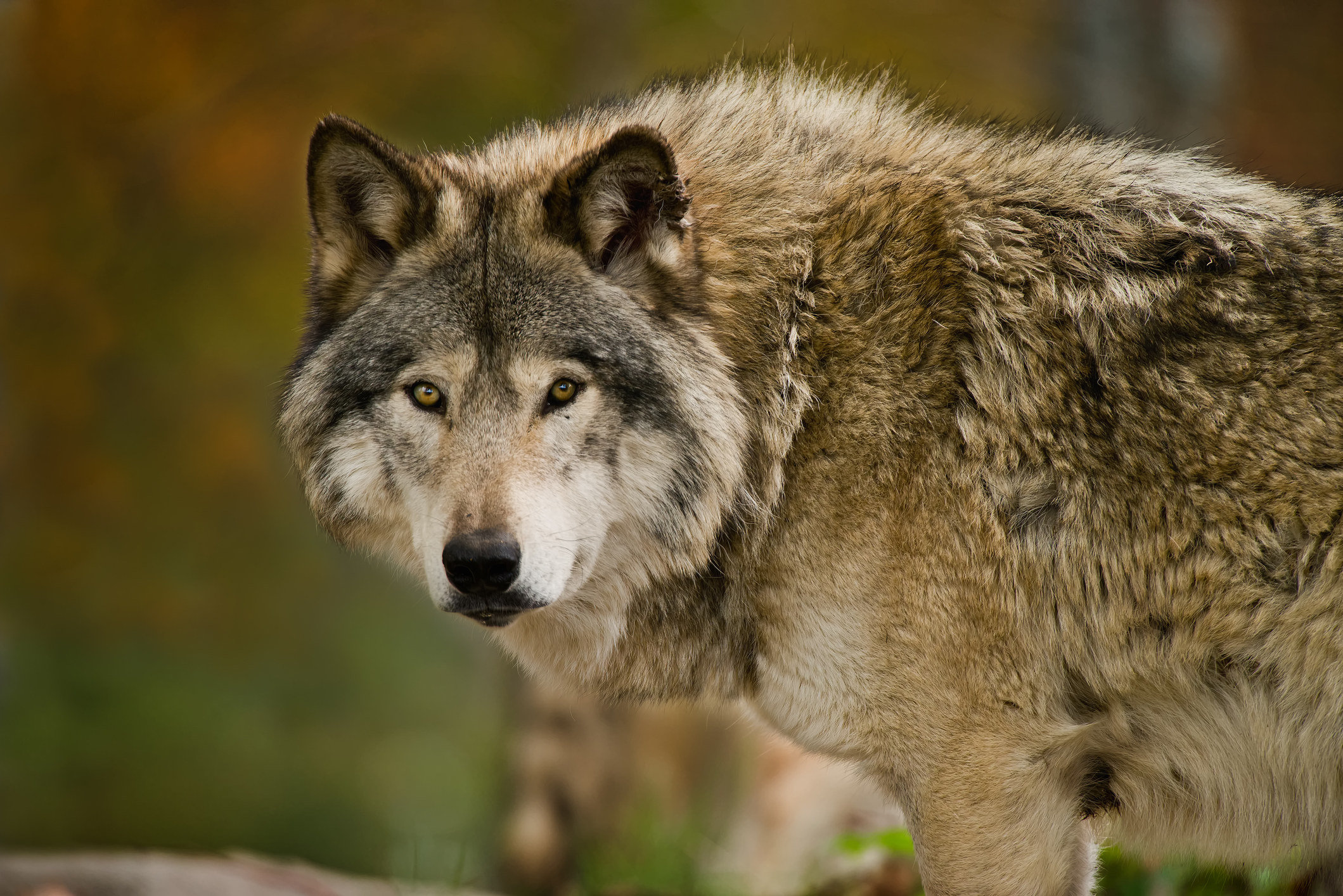 wolf looking straight ahead at camera