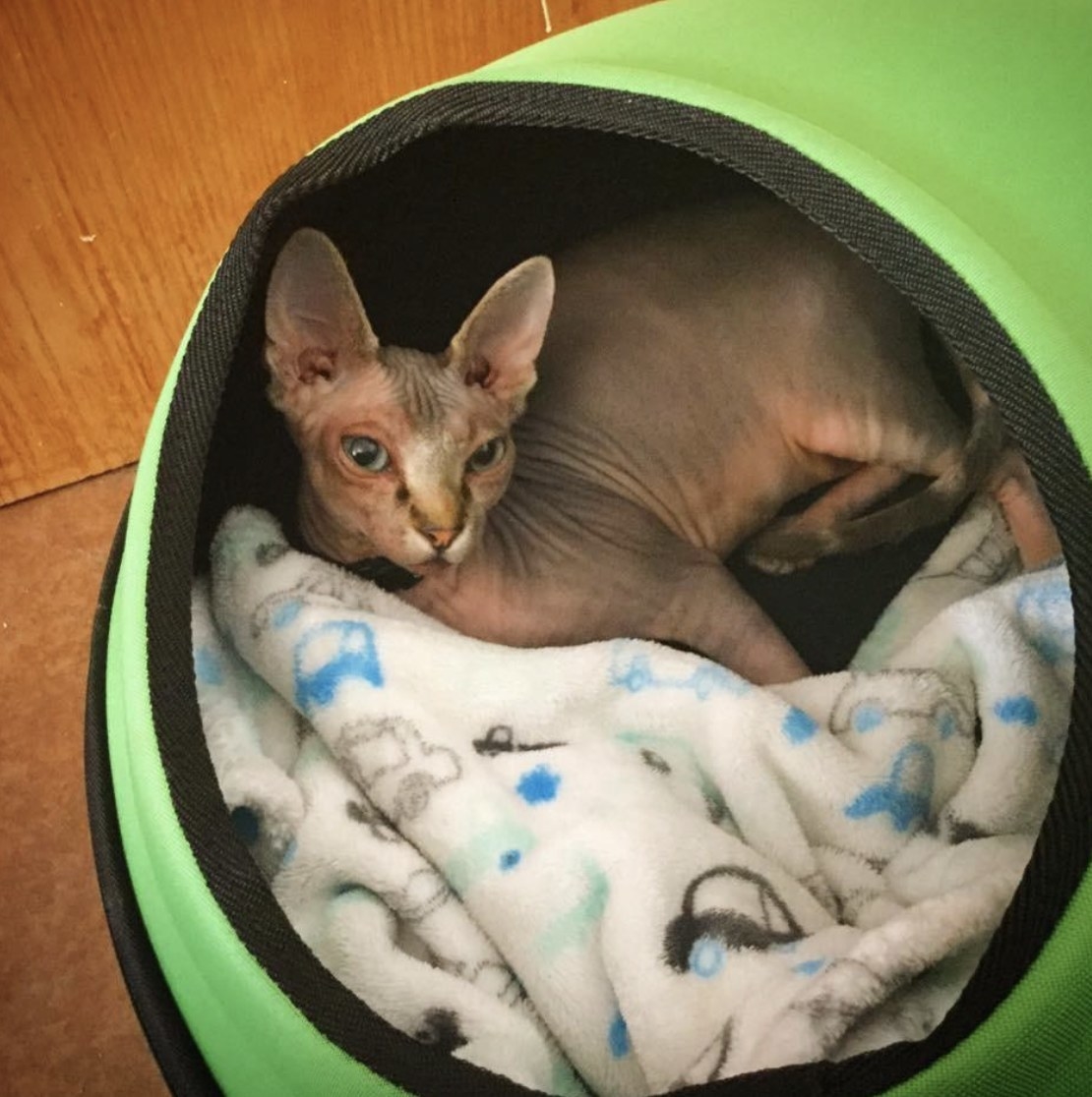 A cat relaxing in a pod 