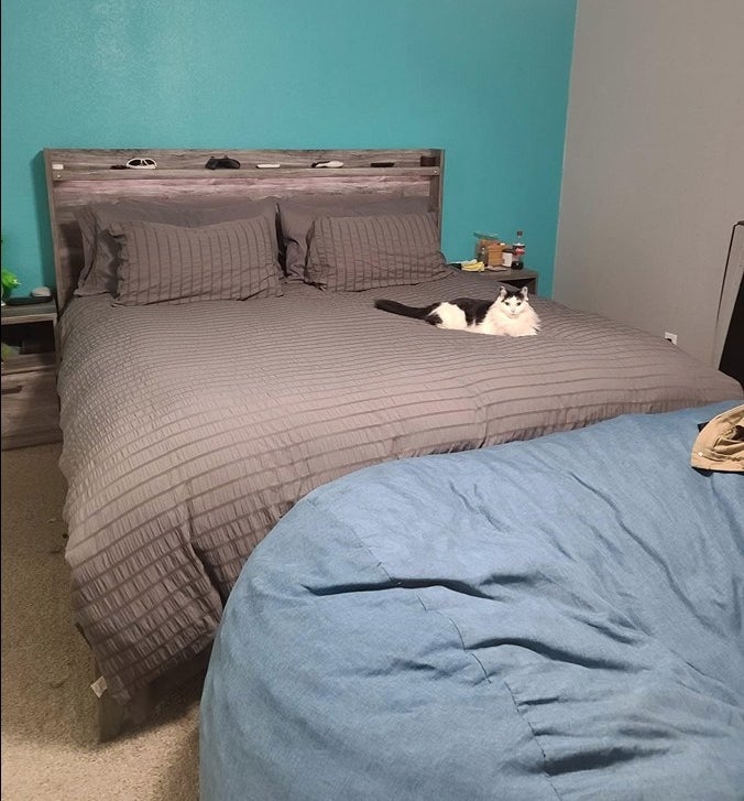 cat sitting on a gray duvet cover on a reviewer&#x27;s bed