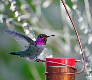 Close-up of a hummingbird on the feeder
