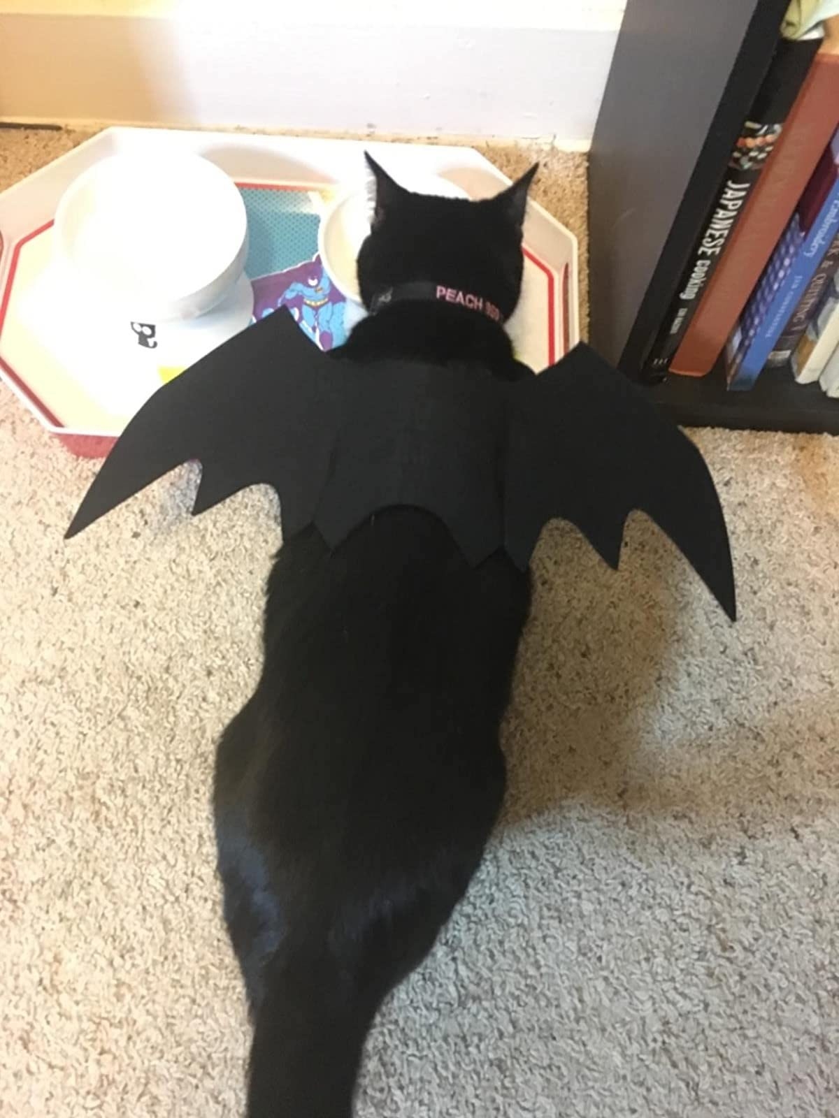 A black cat with the bat wings, which attach around the neck and middle