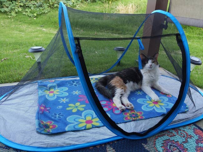 A reviewer photo of the tent, which has a tarp-like bottom and a tent-style triangular top, which is made entirely of mesh, so the cat can see through all of it