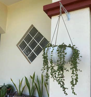 reviewer image of pot hanging outside