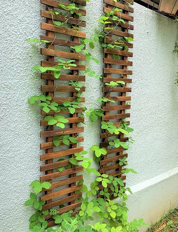 two trellises installed on wall with plants growing up each