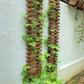 two trellises installed on wall with plants growing up each