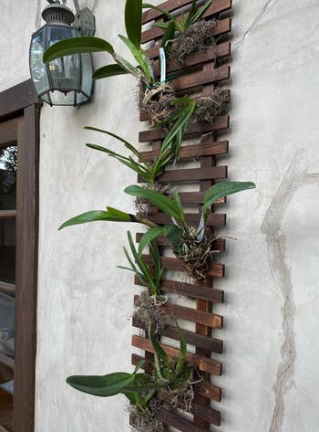reviewer image of trellis attached to outside wall with orchids planted in the rungs