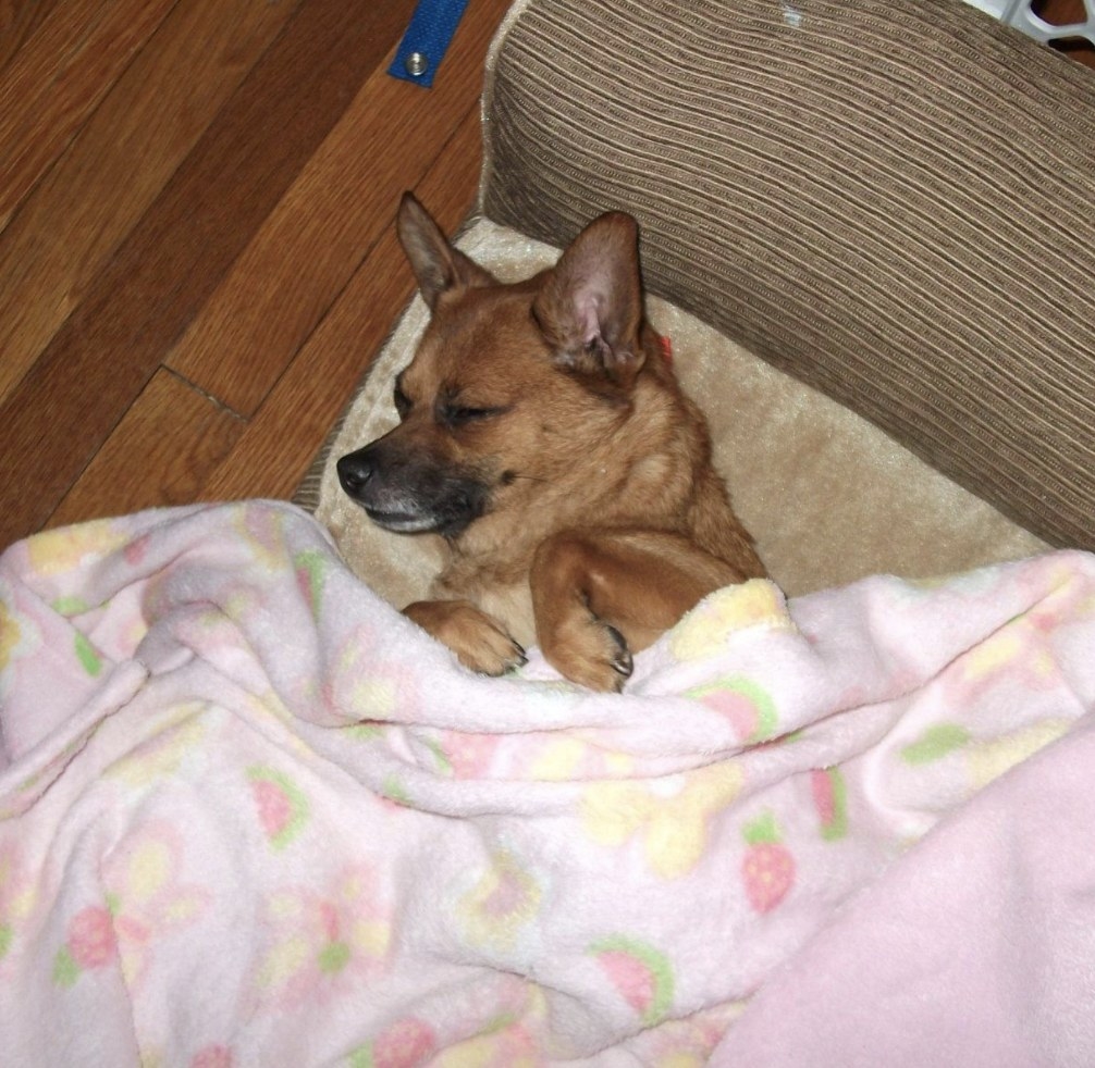 A dog sleeping under a blanket