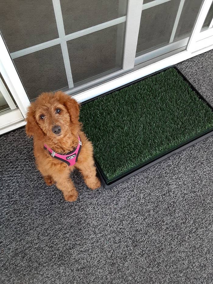 A dog next to the mat, which is rectangular, and covered in dark green artificial grass