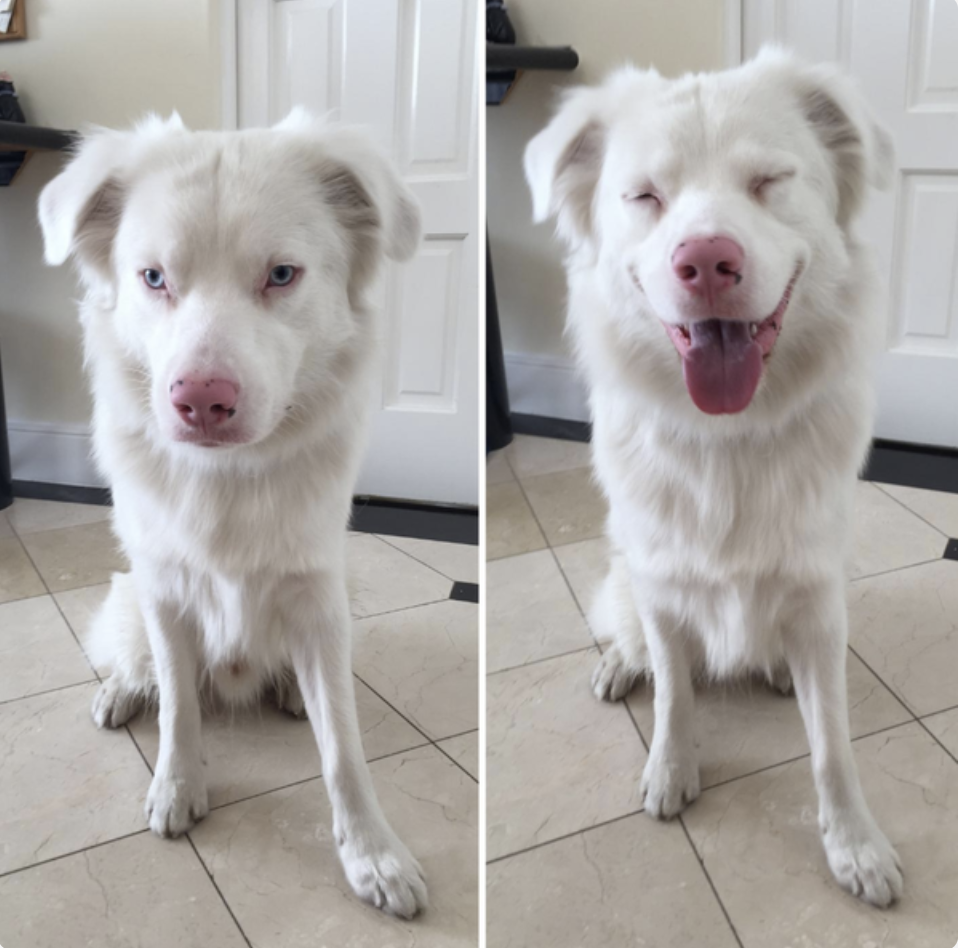 A dog&#x27;s face is still and then in a second photo it is smiling
