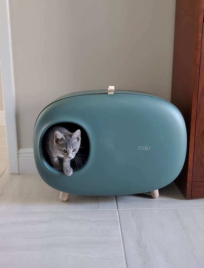 The litter box, which is on small splayed legs and is oval-shaped, with a small circular hole for entry, in blue