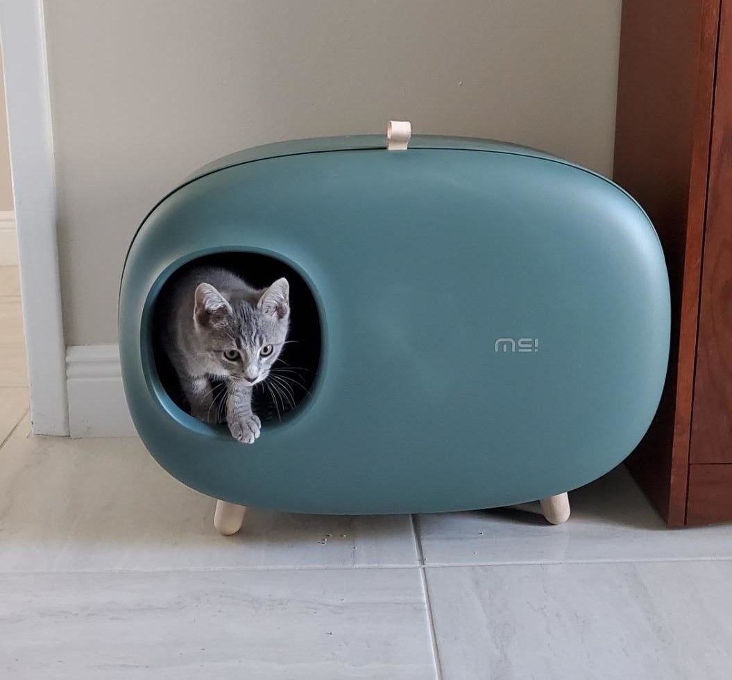 The litter box, which is on small splayed legs and is oval-shaped, with a small circular hole for entry, in blue